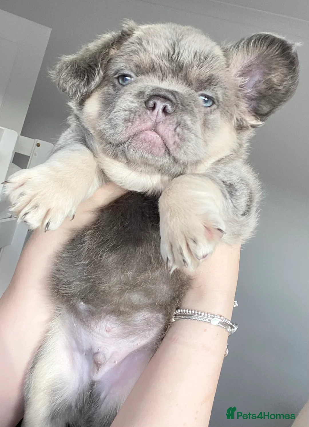 French Bulldog dogs for sale: FULL FLUFFY FRENCH BULLDOG  - Advert 9