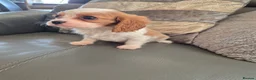 Cavalier King Charles Spaniel dogs for sale: KC Health Clear Cavalier King Charles Boys - Advert 4