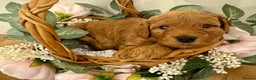 Cockapoo dogs for sale: Beautiful Cockapoo Puppies for Sale ✨🐾 - Advert 1