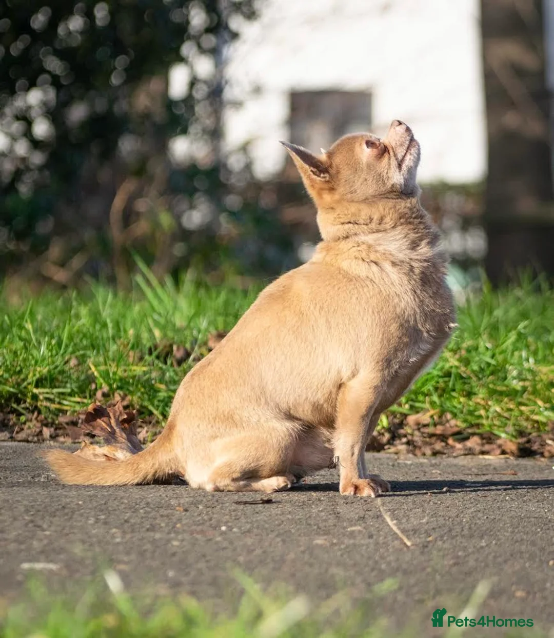 Chihuahua dogs for stud: Lilac KC Shorthaired Stud in Leeds - Advert 11