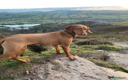 Hungarian Vizsla dogs for sale: Hungarian Vizsla Puppies 5th Generation Pedigree - Image 12