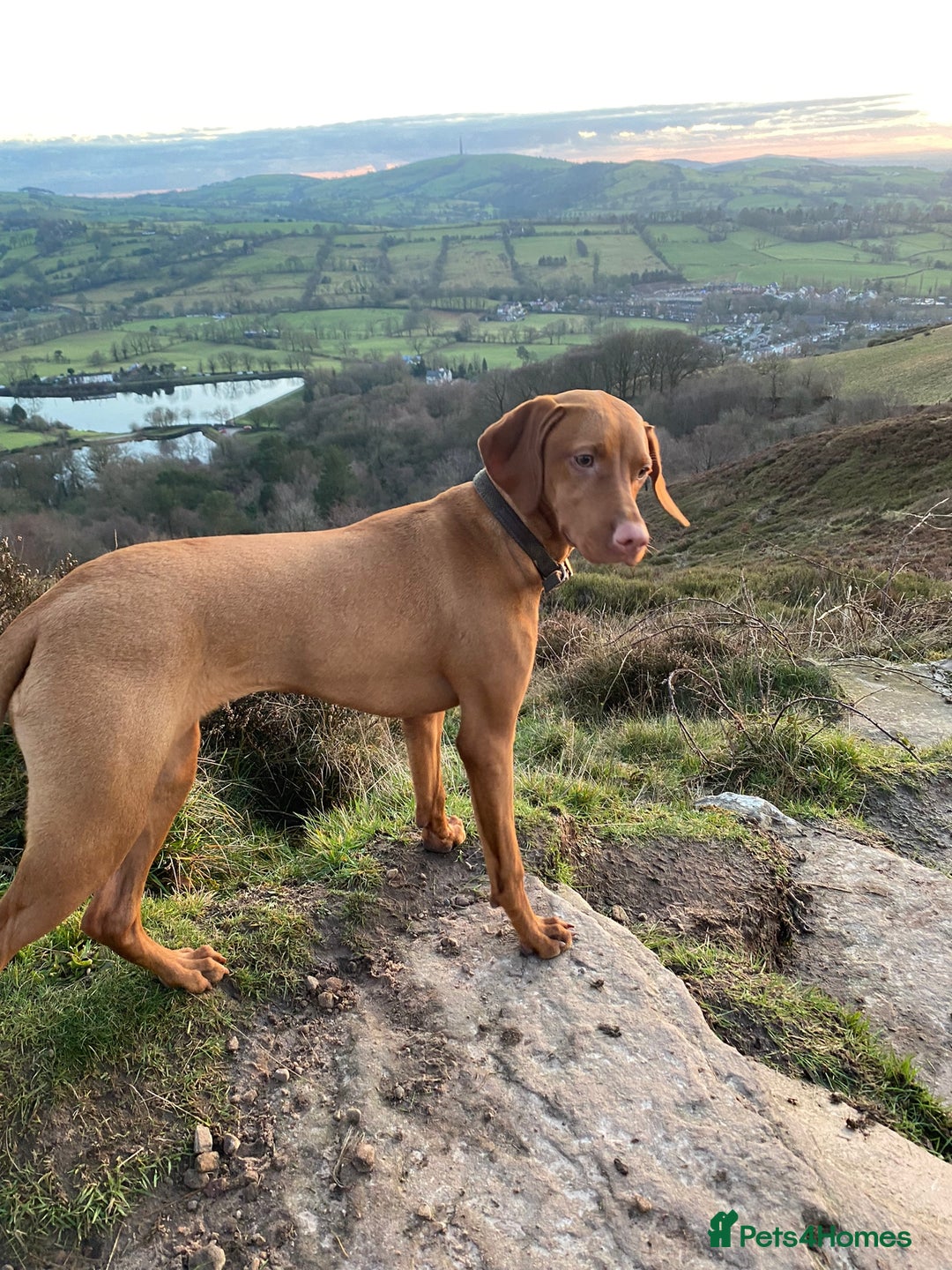 Hungarian Vizsla dogs for sale: Hungarian Vizsla Puppies 5th Generation Pedigree - Image 12