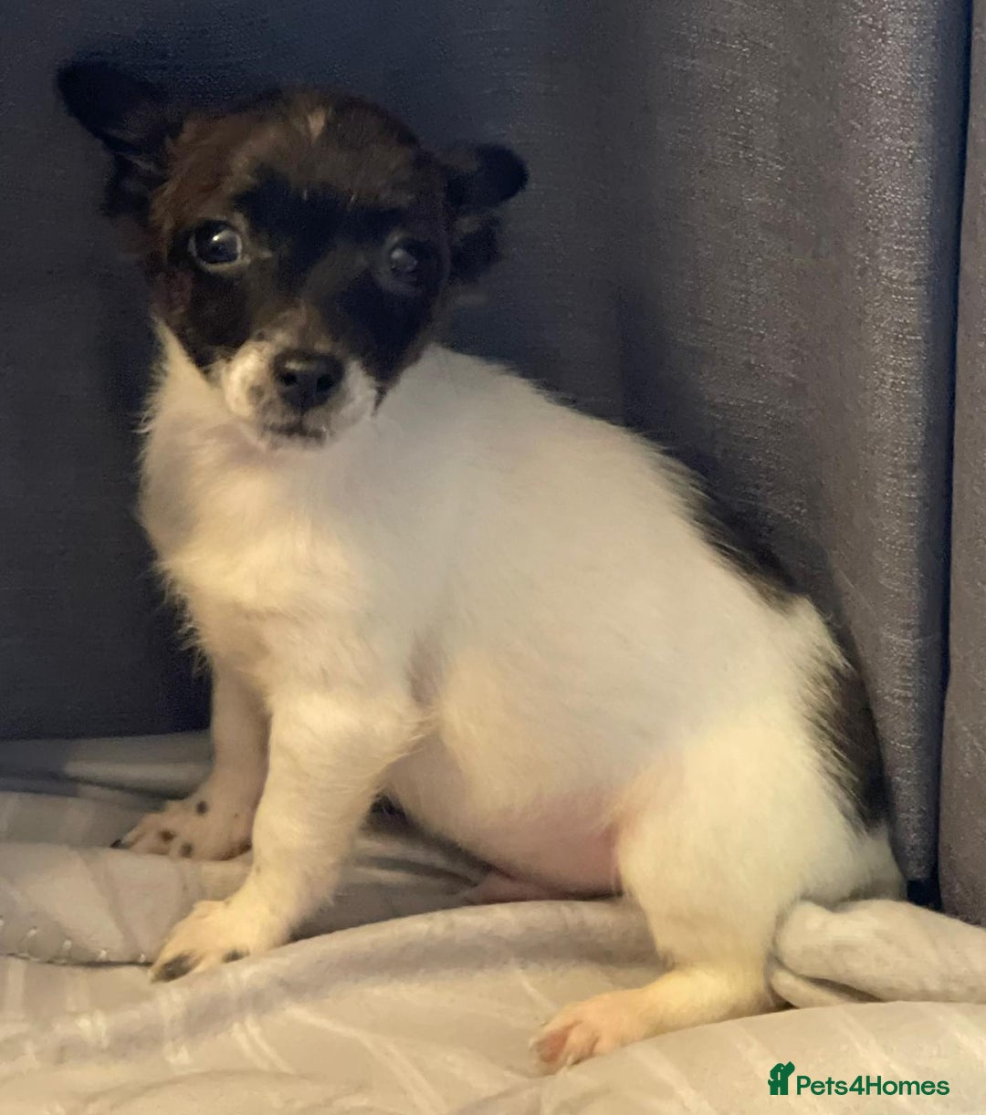 Jack Russell dogs for sale: Miniature jack Russell puppies  - Advert 7