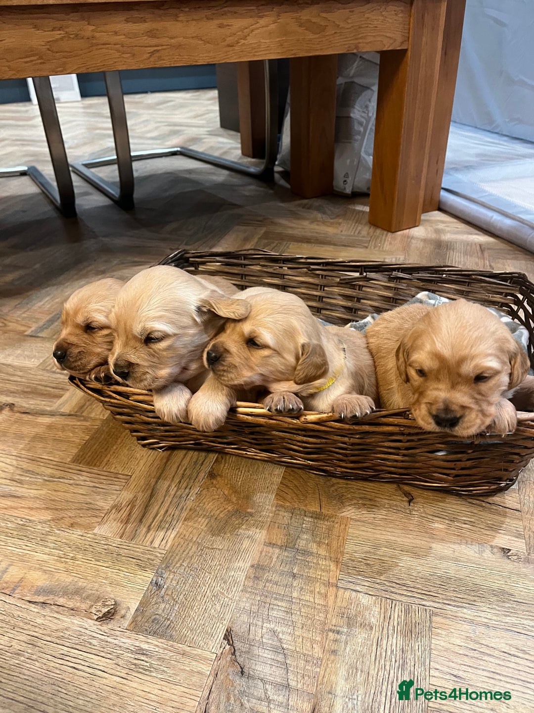 Golden Retriever dogs for sale: Gorgeous litter of 9 Golden Retrievers  - Image 9