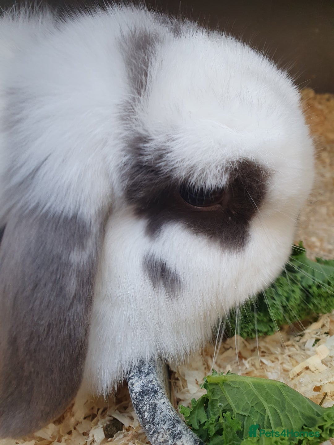 Mini Lop rabbits for sale: Spayed and neutered rabbits for adoption Vac rhd2 - Advert 8