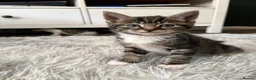 Mixed Breed cats for sale: Beautiful, Friendly Family Kittens - Advert 2