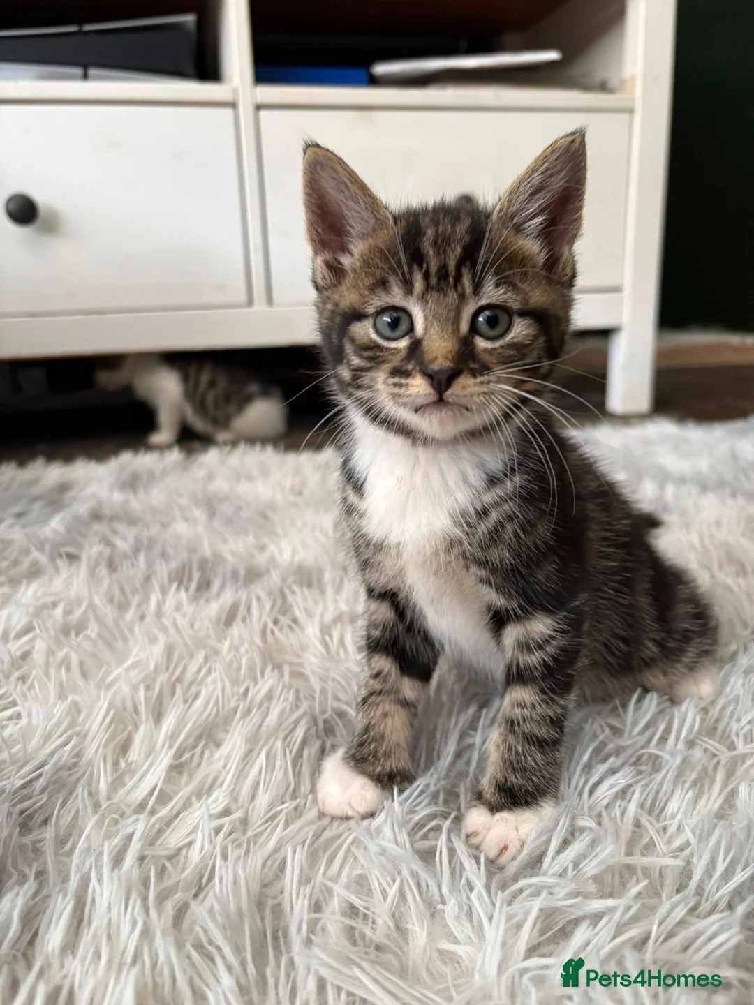 Mixed Breed cats for sale: Beautiful, Friendly Family Kittens - Advert 2