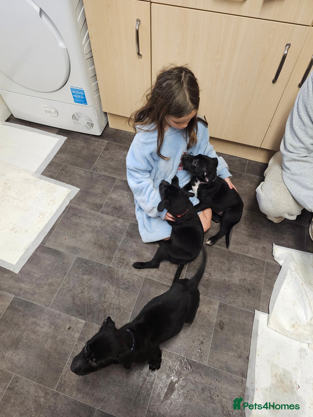 Mixed Breed dogs for sale: 3 female puppies - Advert 8