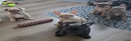 Frug dogs for sale:  Stunning Frug puppies  - Advert 13