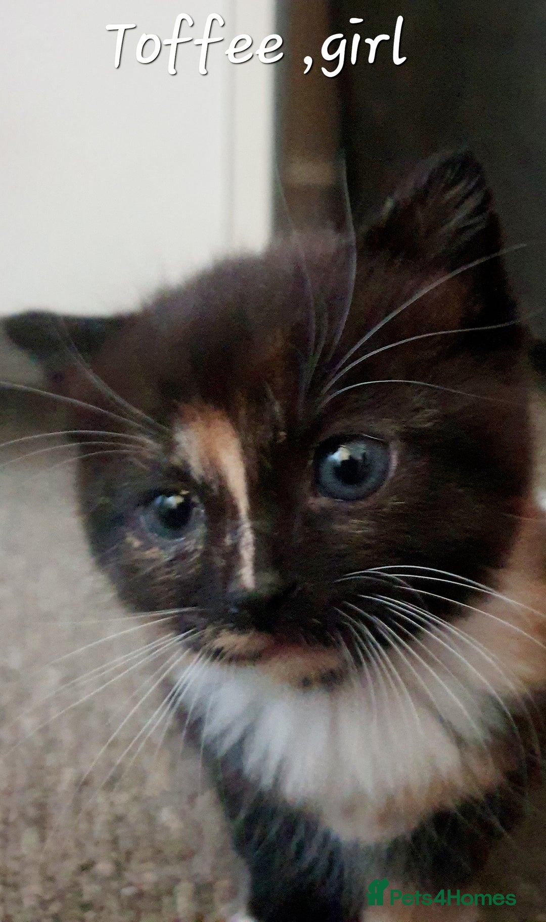 Mixed Breed cats for sale: Ragdoll cross kittens in Hereford - Image 2