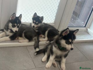 Pomsky dogs Last 3 Pomsky F4 ready - Advert 1