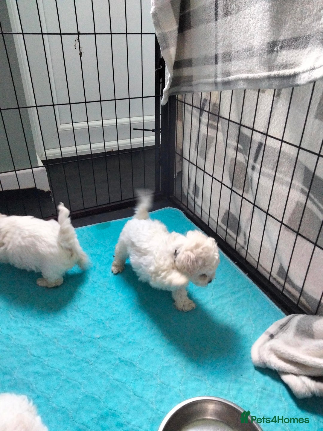Bichon Frise dogs for sale: KC. REG BICHON FRISE PUPS - Advert 6