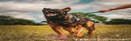 German Shepherd dogs for sale: Kc reg working line German shepherd pups in Barnsley - Advert 24