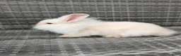 Lionhead rabbits for sale: Double Maned Lionheads for sale - Advert 2