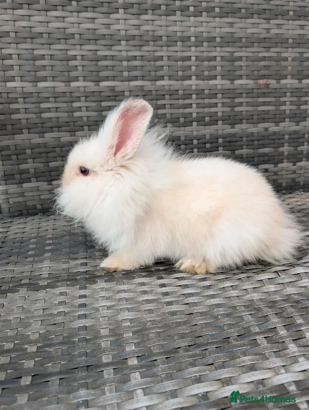 Lionhead rabbits for sale: Double Maned Lionheads for sale - Advert 2