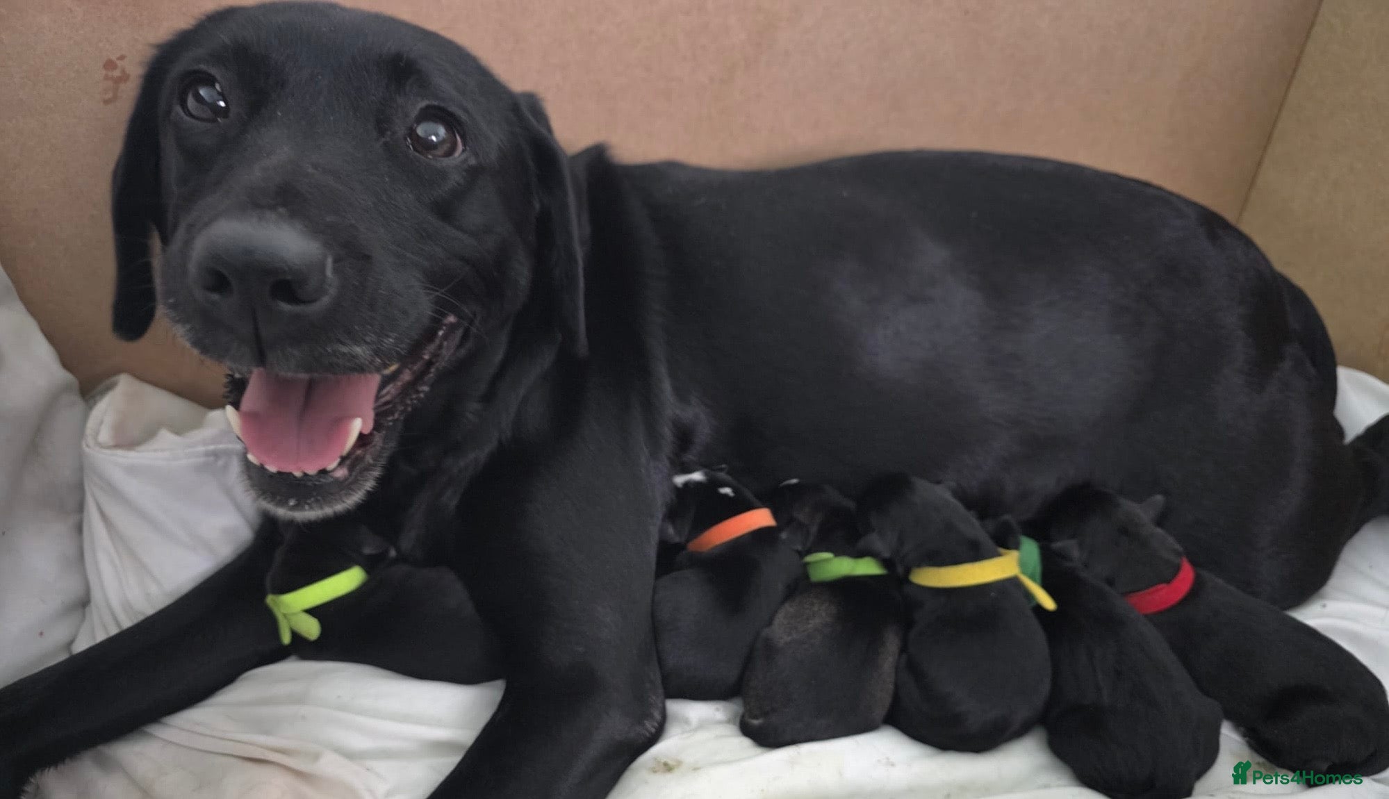 Mixed Breed dogs Siberian Retrievers-Labskys-Huskador Pups For Sale - Advert 3
