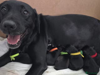 Mixed Breed dogs Huskador Pups For Sale - Advert 17