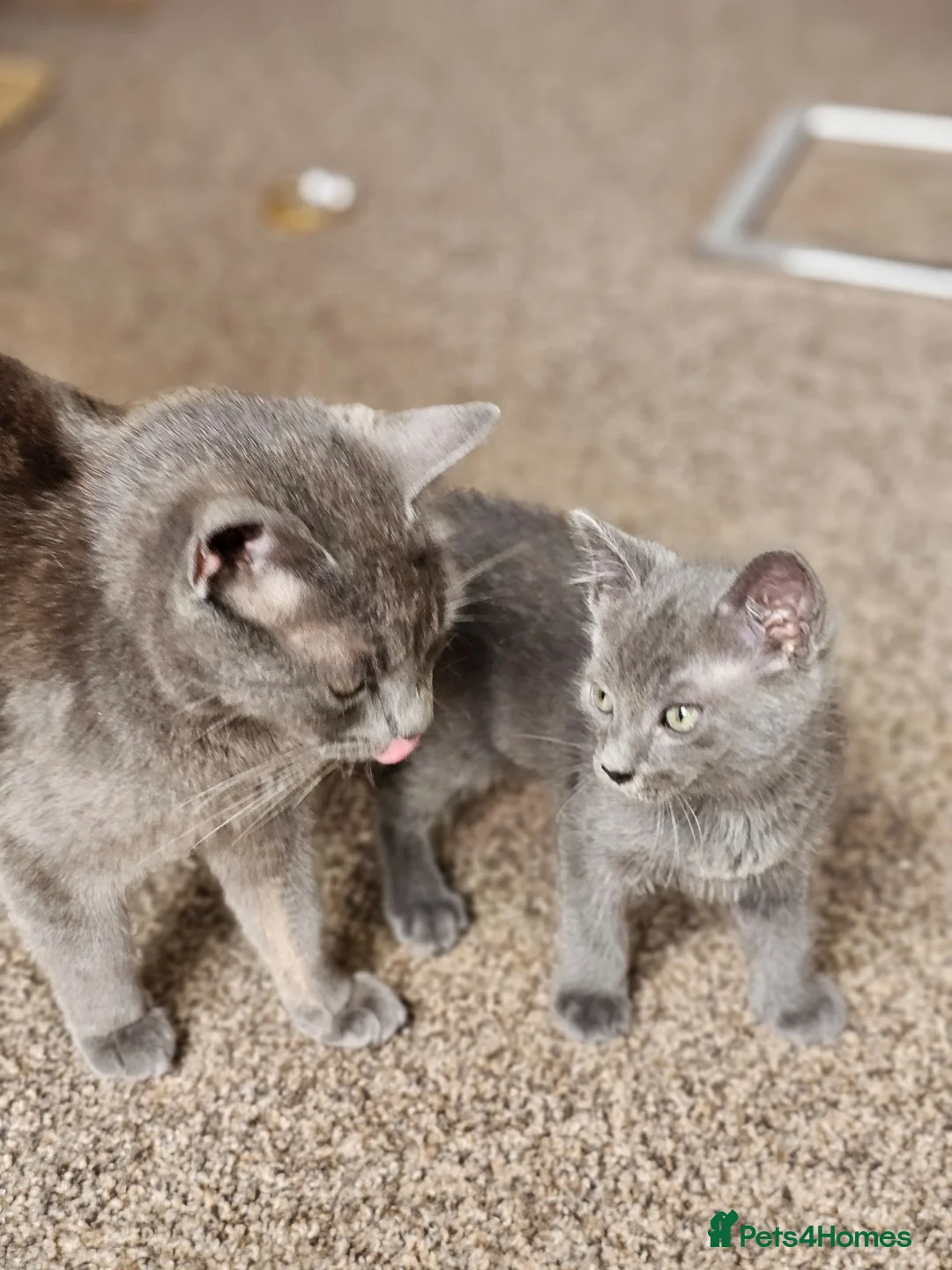 Mixed Breed cats for sale: Kittens in Peterborough - Advert 1