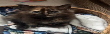 Maine Coon / Ragdoll Kitten