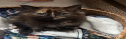 Maine Coon cats for sale: MaineCoon/Ragdoll 50/50 Cross (registered parents) - Advert 12