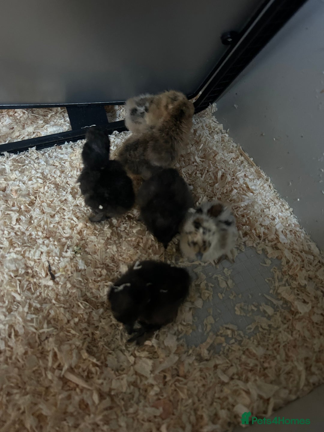 Chickens poultry for sale: Day old bantam silkie chicks  - Image 8