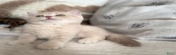 British Shorthair cats for sale: 👑 Exceptional BSH Cream Golden Tipped Girl 👑 - Advert 13