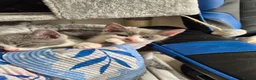 Mixed Breed cats for sale: Playful kittens - Advert 6