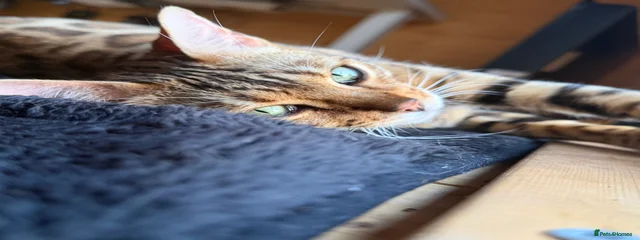 Nile