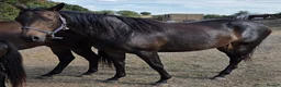 English Thoroughbred horses for sale: Stunning 4yr old Thoroughbred Mare  - Advert 5