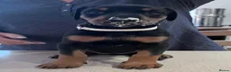 Dobermann dogs for sale: Naturally Bred Dobermann Puppies for Sale in Liverpool - Advert 10