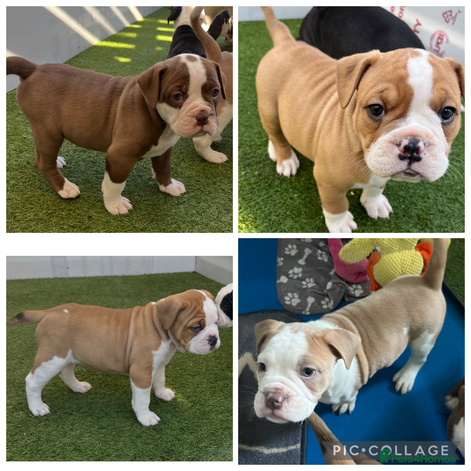 Mixed Breed dogs Olde Tyme x American bulldogs - Advert 1