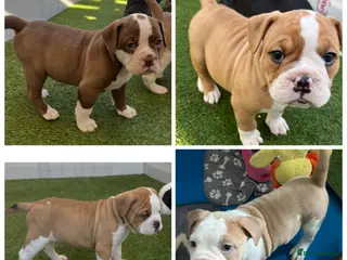 Mixed Breed dogs Olde Tyme x American bulldogs - Advert 2