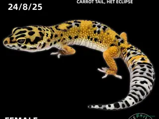 Leopard Gecko reptiles Leopard Geckos (NEW GECKOS ADDED!) - Advert 3