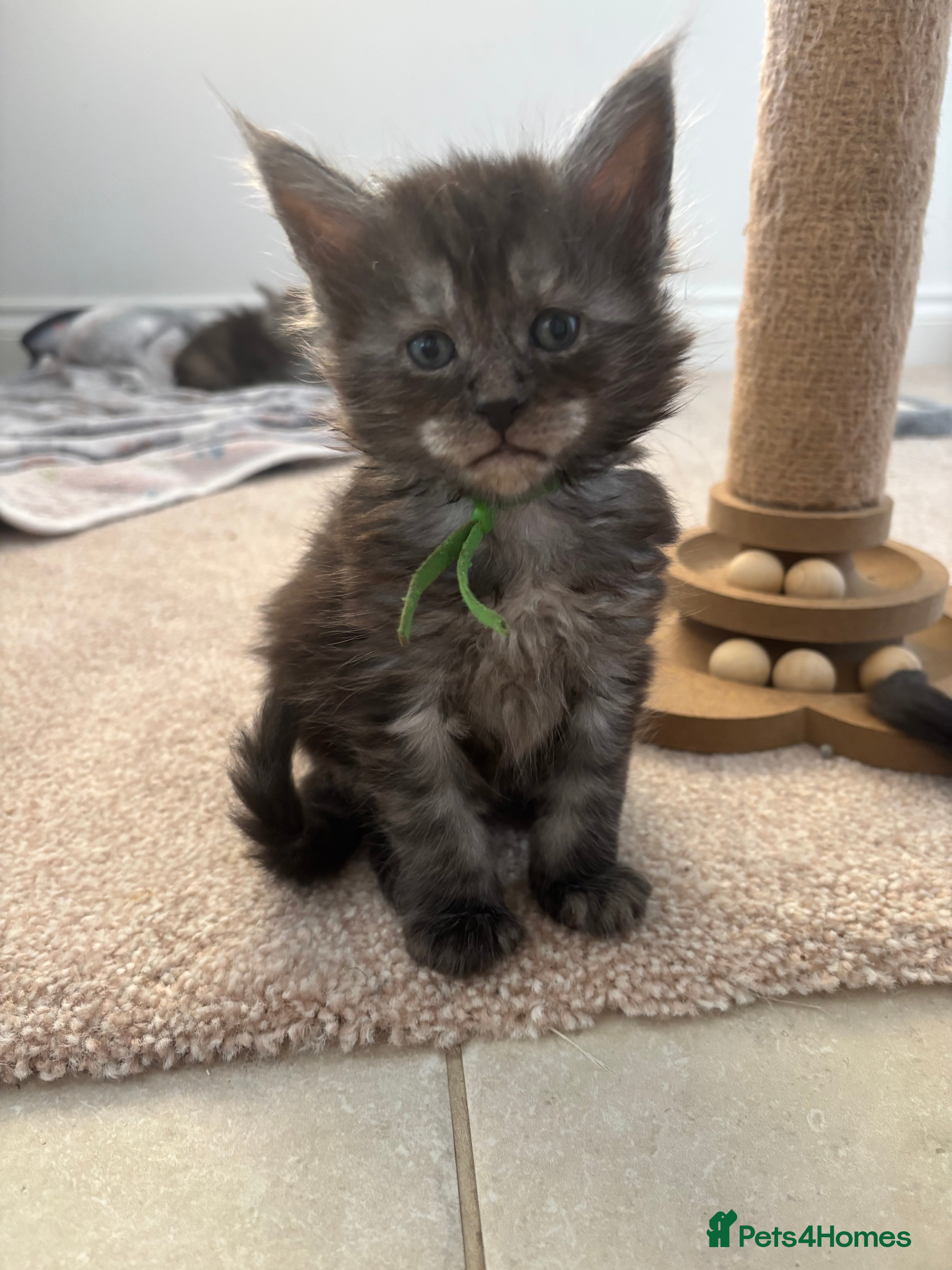 Maine Coon cats 🐾 Exceptional TICA Registered Maine Coons 🐾 - Advert 17