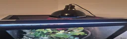 Chameleon reptiles for sale: Chameleon & Fully Set-Up Terrarium  in Birmingham - Advert 3