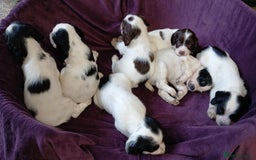 English Springer Spaniel dogs for sale: Stunning black and white springer spaniel puppies  - Image 1