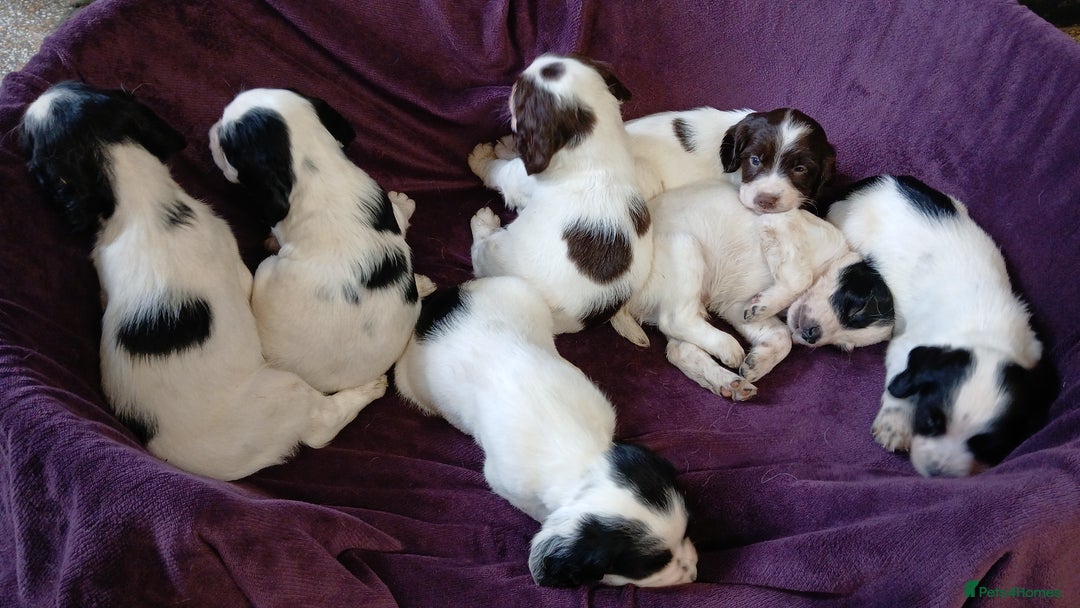 English Springer Spaniel dogs for sale: Stunning black and white springer spaniel puppies  - Image 1