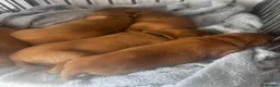 Labrador Retriever dogs for sale: Exceptional Dark Fox Red Labrador Retriever Puppy - Advert 3