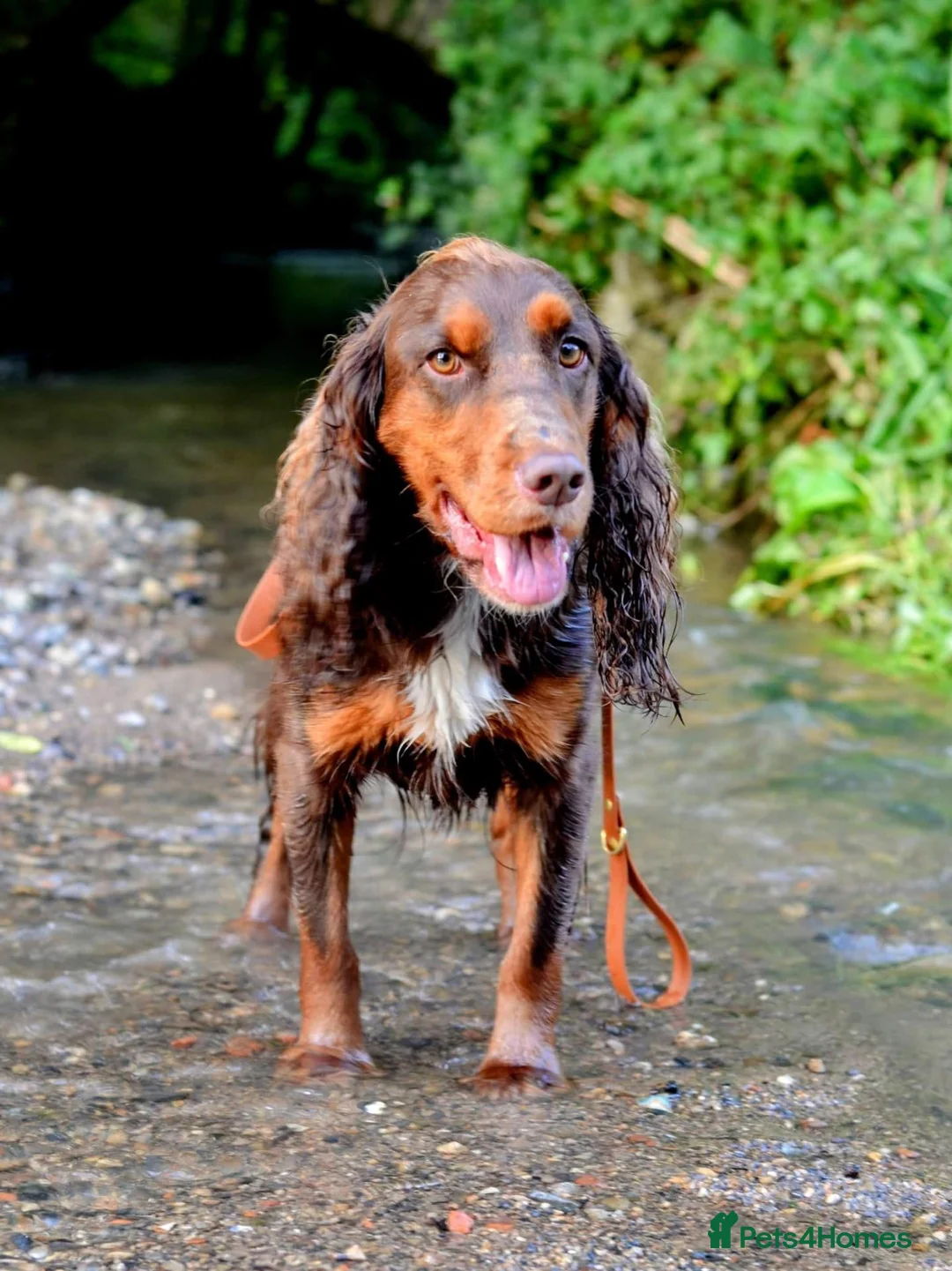 Cocker Spaniel dogs for sale: Kc registerd working cocker spaniels - Advert 18