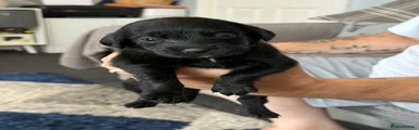 Mixed Breed Puppy 4