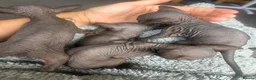 Sphynx cats for sale: Pure grey Canadian sphynxs - Advert 9