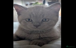 British Shorthair cats for sale: 3 beautiful pedigree British shorthair boys.  - Image 3