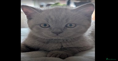British Shorthair cats - Advert 14
