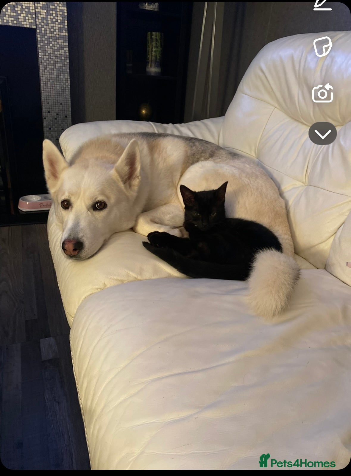 Mixed Breed dogs 3 beautiful puppies sale. 2 girls and 1 boy.  - Advert 1