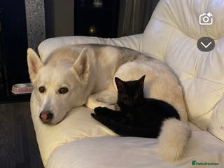 Mixed Breed dogs 3 beautiful puppies sale. 2 girls and 1 boy. - Advert 1