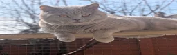 British Shorthair cats for sale: GCCF Champion line kittens - Advert 7