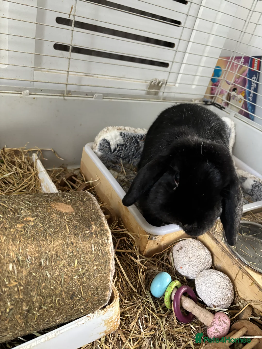 Mixed Breed rabbits for sale: 2 bonded rabbits brother and sister for new home - Advert 6