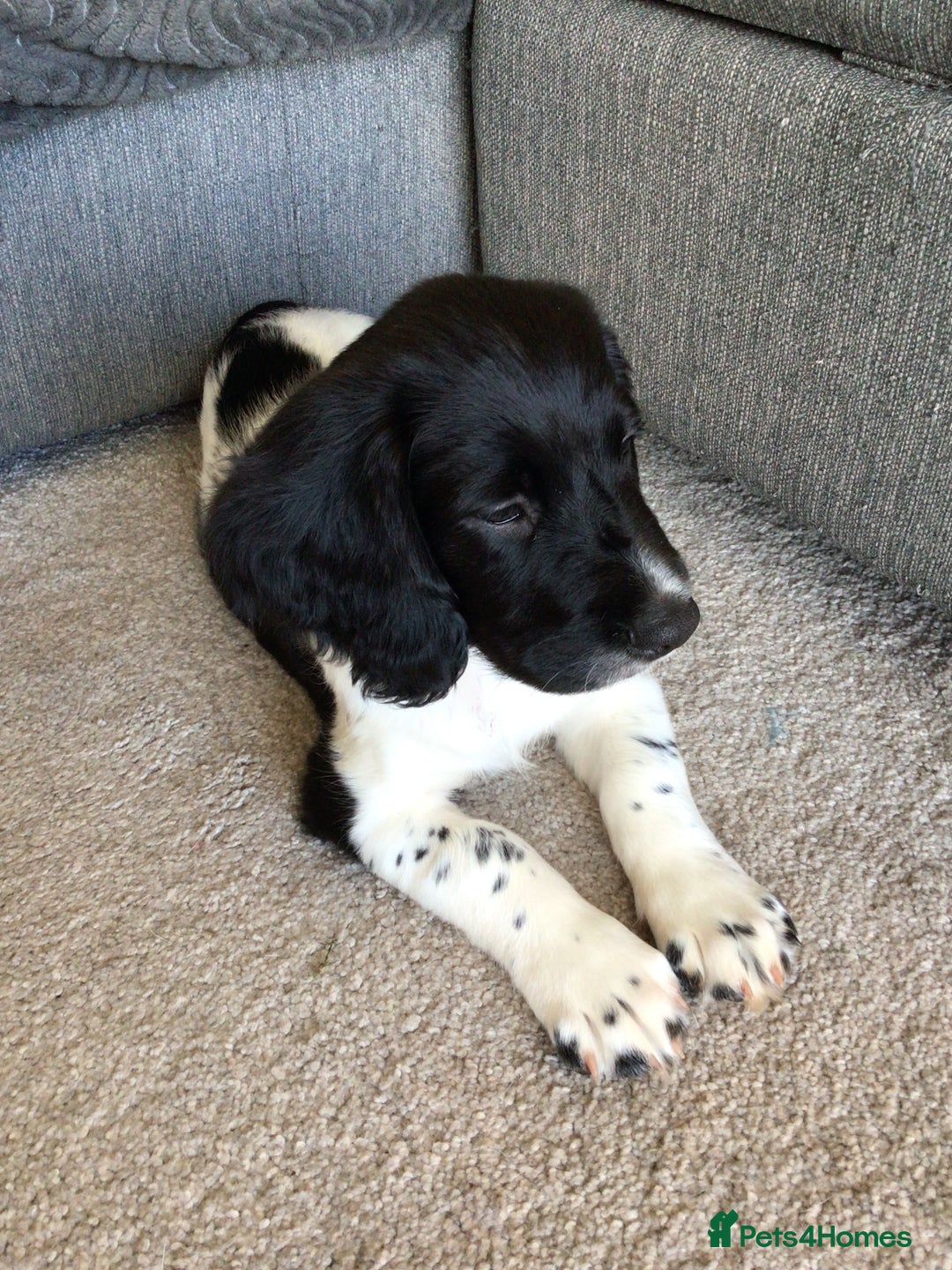 Sprocker dogs for sale: Sprocker - Advert 1