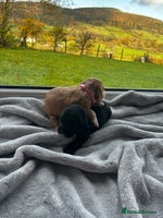 Cocker Spaniel dogs - Advert 16