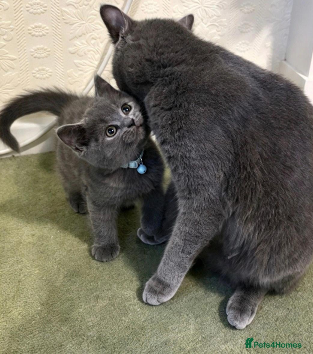 British Shorthair cats for sale: British shorthair kitten 💙💙💙 - Advert 1